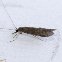 Triplectides sp. (genus) at Higgins, ACT - 20 Jan 2021