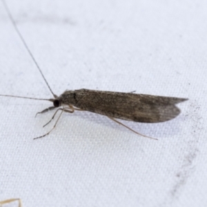 Triplectides sp. (genus) at Higgins, ACT - 20 Jan 2021