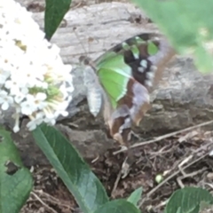 Graphium macleayanum (Macleay's Swallowtail) at Boro, NSW - 31 Jan 2021 by mcleana