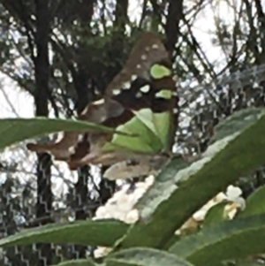 Graphium macleayanum at Boro, NSW - 31 Jan 2021 02:42 PM