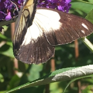 Belenois java at Boro, NSW - 30 Jan 2021