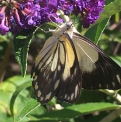 Belenois java at Boro, NSW - 30 Jan 2021 04:41 PM