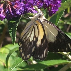 Belenois java at Boro, NSW - 30 Jan 2021 04:41 PM