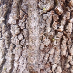 Gastrophora henricaria (Fallen-bark Looper, Beautiful Leaf Moth) at Tathra Public School - 1 Feb 2021 by TathraPreschool