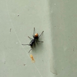 Camponotus aeneopilosus at Aranda, ACT - 1 Feb 2021