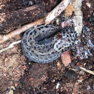 Limax maximus (Leopard Slug, Great Grey Slug) at Aranda, ACT - 1 Feb 2021 by KMcCue