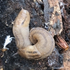 Ambigolimax nyctelia (Striped Field Slug) at Aranda, ACT - 1 Feb 2021 by KMcCue