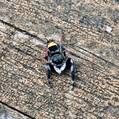 Apricia jovialis (Jovial jumping spider) at Aranda, ACT - 1 Feb 2021 by KMcCue