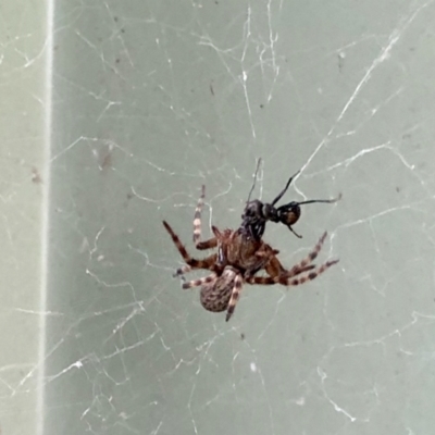 Badumna insignis (Black House Spider) at Aranda, ACT - 1 Feb 2021 by KMcCue