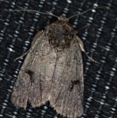 Thoracolopha undescribed species MoV6 at Melba, ACT - 31 Jan 2021 by Bron