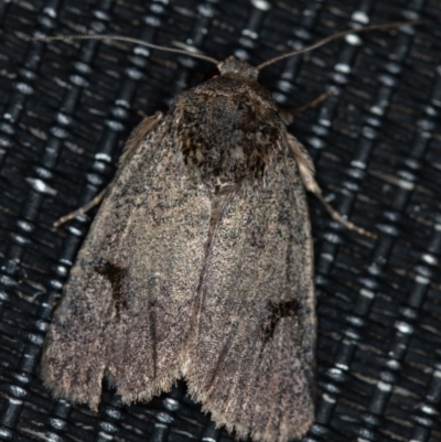 Thoracolopha undescribed species MoV6 at Melba, ACT - 31 Jan 2021 by Bron