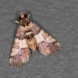 Nacoleia mesochlora at Melba, ACT - 31 Jan 2021 01:45 AM