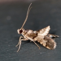 Nacoleia mesochlora at Melba, ACT - 31 Jan 2021 01:45 AM