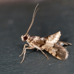 Nacoleia mesochlora at Melba, ACT - 31 Jan 2021 01:45 AM