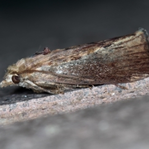 Galleria mellonella at Melba, ACT - 31 Jan 2021