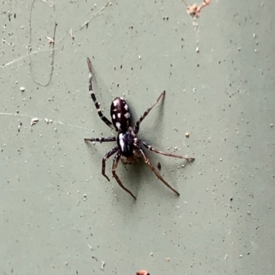 Nyssus coloripes (Spotted Ground Swift Spider) at Aranda, ACT - 1 Feb 2021 by KMcCue