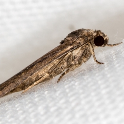 Athetis tenuis (Plain Tenuis Moth) at Melba, ACT - 31 Jan 2021 by Bron