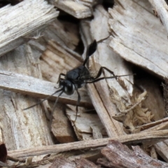 Acanthinevania sp. (genus) (Hatchet wasp) at Macarthur, ACT - 1 Feb 2021 by RodDeb