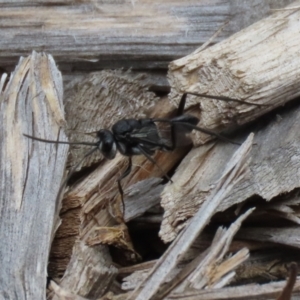 Acanthinevania sp. (genus) at Macarthur, ACT - 1 Feb 2021