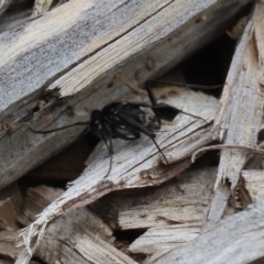 Acanthinevania sp. (genus) at Macarthur, ACT - 1 Feb 2021