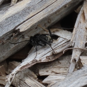 Acanthinevania sp. (genus) at Macarthur, ACT - 1 Feb 2021 02:20 PM