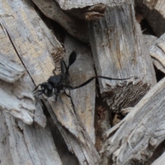 Acanthinevania sp. (genus) at Macarthur, ACT - 1 Feb 2021