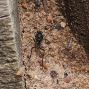 Acanthinevania sp. (genus) at Macarthur, ACT - 1 Feb 2021 02:20 PM