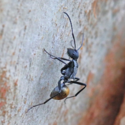 Polyrhachis ammon (Golden-spined Ant, Golden Ant) at O'Connor, ACT - 1 Feb 2021 by ConBoekel