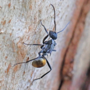 Polyrhachis ammon at O'Connor, ACT - 1 Feb 2021 08:45 AM