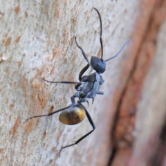 Polyrhachis ammon at O'Connor, ACT - 1 Feb 2021