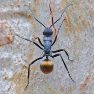 Polyrhachis ammon at O'Connor, ACT - 1 Feb 2021 08:45 AM