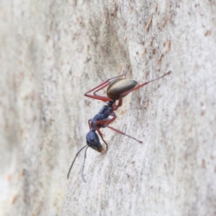 Camponotus suffusus (Golden-tailed sugar ant) at Dryandra St Woodland - 31 Jan 2021 by ConBoekel
