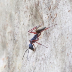 Camponotus suffusus (Golden-tailed sugar ant) at O'Connor, ACT - 1 Feb 2021 by ConBoekel