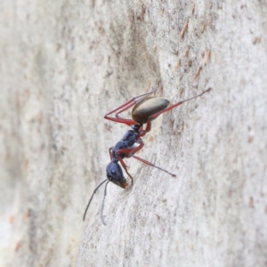 Camponotus suffusus at O'Connor, ACT - 1 Feb 2021