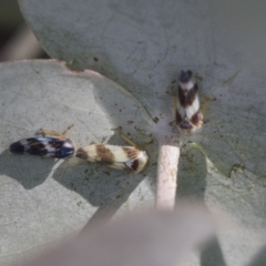 Rosopaella cuprea (A leafhopper) at Scullin, ACT - 28 Nov 2020 by AlisonMilton