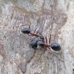 Camponotus intrepidus (Flumed Sugar Ant) at O'Connor, ACT - 1 Feb 2021 by ConBoekel