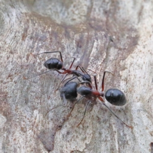 Camponotus intrepidus at O'Connor, ACT - 1 Feb 2021 09:05 AM