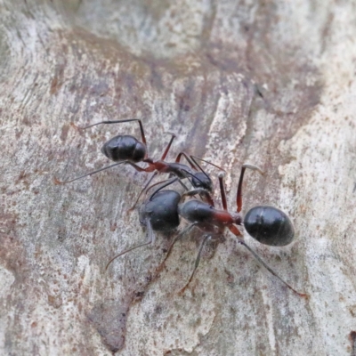 Camponotus intrepidus (Flumed Sugar Ant) at Dryandra St Woodland - 31 Jan 2021 by ConBoekel