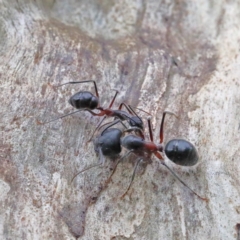 Camponotus intrepidus (Flumed Sugar Ant) at O'Connor, ACT - 31 Jan 2021 by ConBoekel