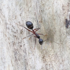 Camponotus intrepidus at O'Connor, ACT - 1 Feb 2021 09:05 AM