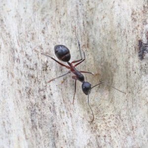 Camponotus intrepidus at O'Connor, ACT - 1 Feb 2021