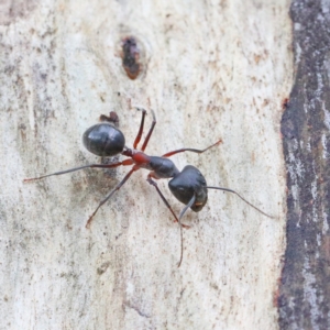 Camponotus intrepidus at O'Connor, ACT - 1 Feb 2021 09:05 AM