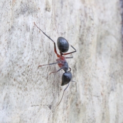 Camponotus intrepidus at O'Connor, ACT - 1 Feb 2021