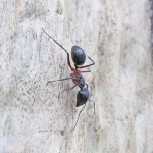 Camponotus intrepidus at O'Connor, ACT - 1 Feb 2021