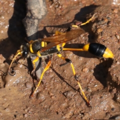 Sceliphron laetum (Common mud dauber wasp) at Mount Ainslie - 31 Jan 2021 by jbromilow50