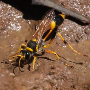 Sceliphron laetum at Ainslie, ACT - 31 Jan 2021 02:11 PM