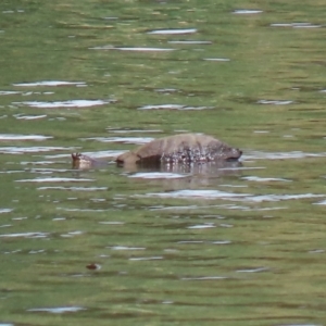 Chelodina longicollis at Gordon, ACT - 1 Feb 2021