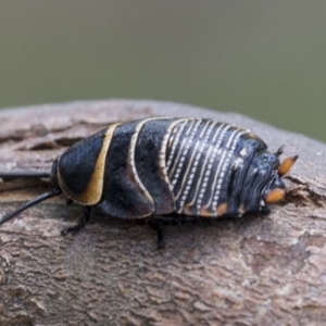 Ellipsidion australe at Scullin, ACT - 13 Nov 2020 12:31 PM