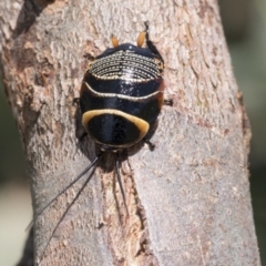 Ellipsidion australe at Scullin, ACT - 13 Nov 2020