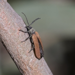 Porrostoma rhipidium at Scullin, ACT - 14 Nov 2020